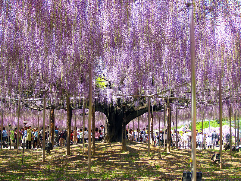 giant wisteria ashikaga flower park japan 9 The 100+ Year Old Wisteria at Japans Ashikaga Flower Park is Incredible