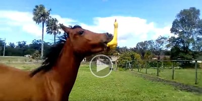 Someone Gave This Horse a Rubber Chicken and We Are All Better Off Because of It