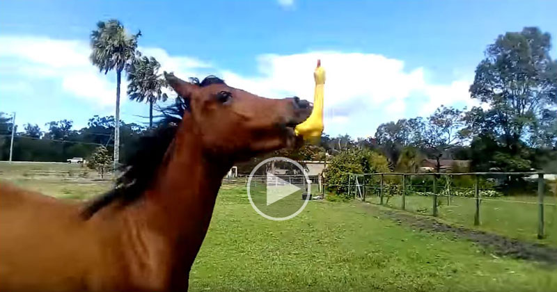 Someone Gave This Horse a Rubber Chicken and We Are All Better Off Because of It