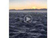 Just a Pod of 2,000 Dolphins Under a Rising Sun