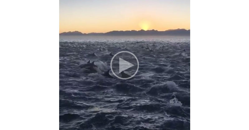 Just a Pod of 2,000 Dolphins Under a Rising Sun