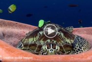 Tired Turtle Takes Nap Inside Sea Sponge