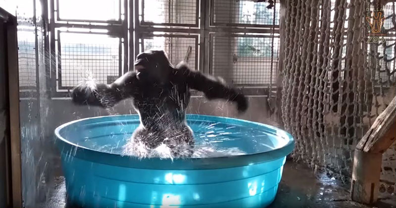 Viral Dancing Gorilla Video Gets The Most Perfect Soundtrack Ever Twistedsifter 1796