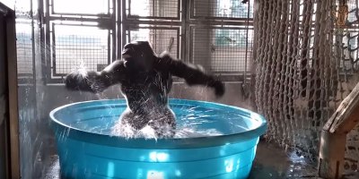 Viral Dancing Gorilla Video Gets the Most Perfect Soundtrack Ever