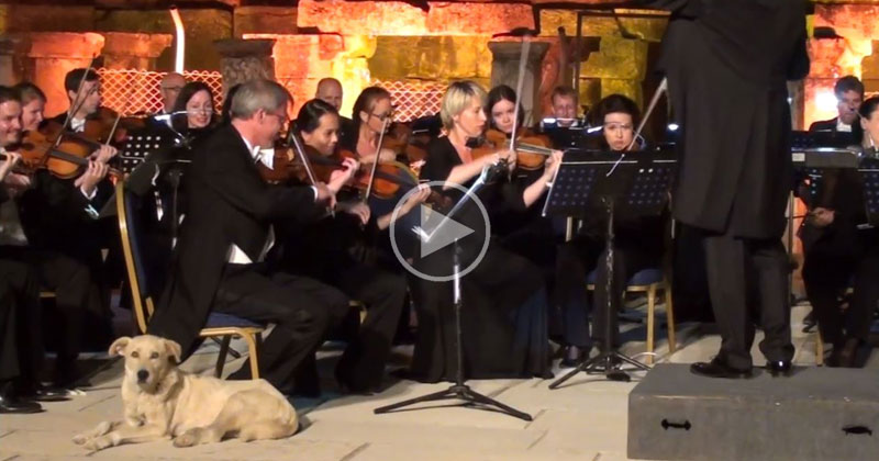 Dog Strolls Onto Stage During Orchestra Performance and Takes a Nap