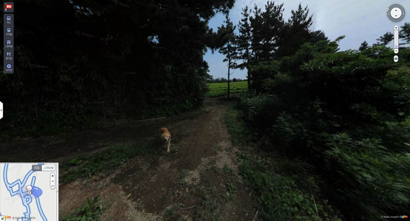 doggo photobombs every frame in this south korean island street view tour 2 Doggo Photobombs Every Frame in this South Korean Island Street View Tour