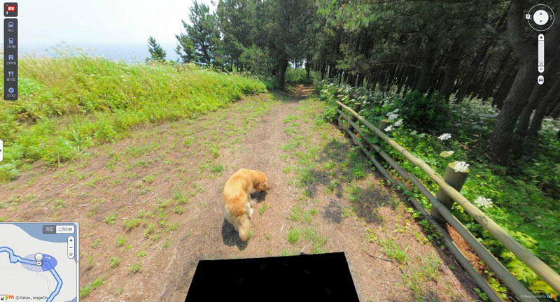 doggo photobombs every frame in this south korean island street view tour 9 Doggo Photobombs Every Frame in this South Korean Island Street View Tour