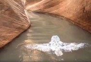 Hikers Stumble Upon Rare Sight of an Owl Swimming Through a Canyon