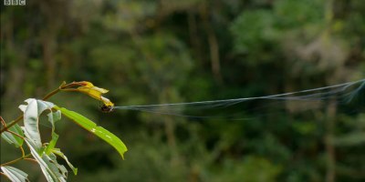 Spider Shoots Web 80 ft Across Water and Builds Giant Web to Catch Prey