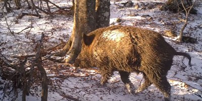 You Won't Believe How Many Different Animals Pass this Single Beech Tree in Italy