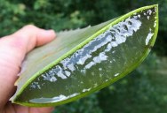Picture of the Day: Amazing Aloe Chunk