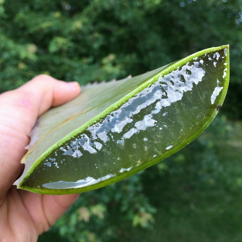 Picture of the Day: Amazing Aloe Chunk