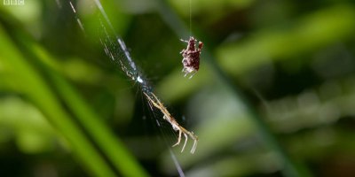 BBC Gives Deadly Spider Assassin the Action Movie Sequence it Deserves