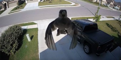Bird Appears to Float Across Security Cam as Flapping Wings Sync with Frame Rate