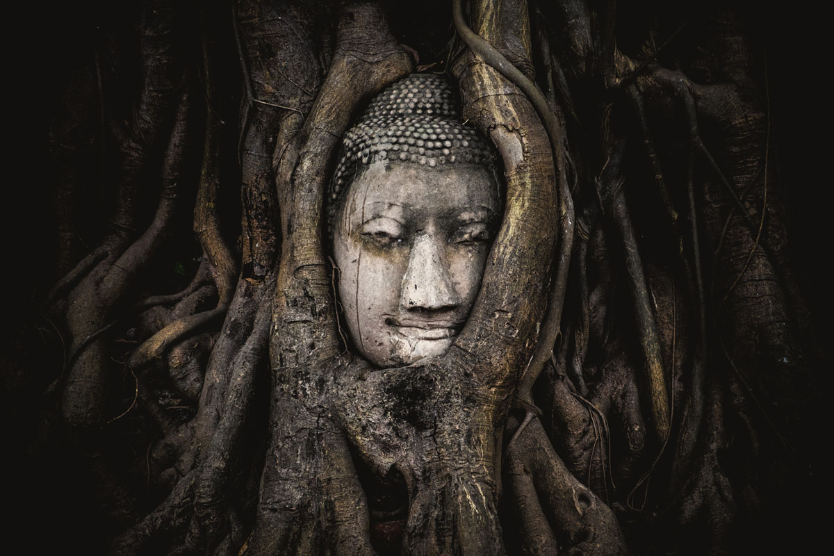buddha statue covered by tree wat maha that phra nakhon si ayutthaya province thailand Picture of the Day: Religious Nature