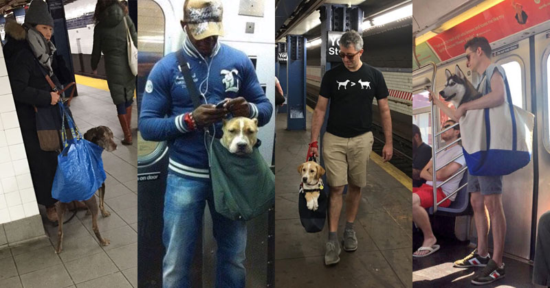 The MTA Banned Dogs on the Subway Unless They Fit in a Bag, but this is New York City