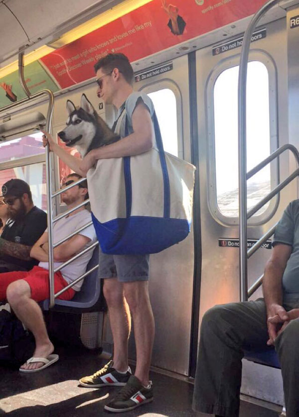 The MTA Banned Dogs on the Subway Unless They Fit in a Bag, but this is