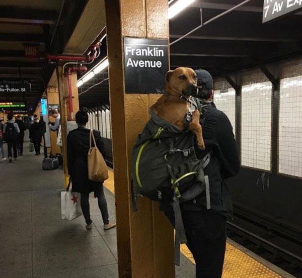 The MTA Banned Dogs on the Subway Unless They Fit in a Bag, but this is New York City