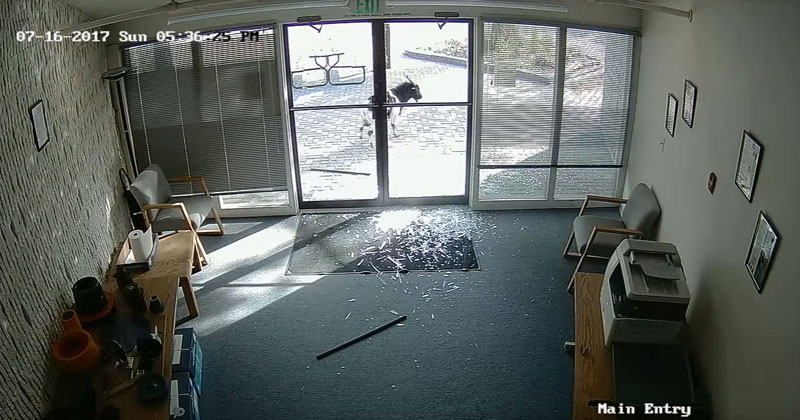 A Gang of Roving Goats Vandalized a Local Office and There's Security Footage to Prove It