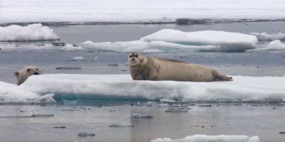 BBC Captures Incredible Footage of Starving Polar Bear Ambushing a Seal