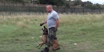 If You've Never Seen a Military Police Dog in Action Check Out this Training Demo
