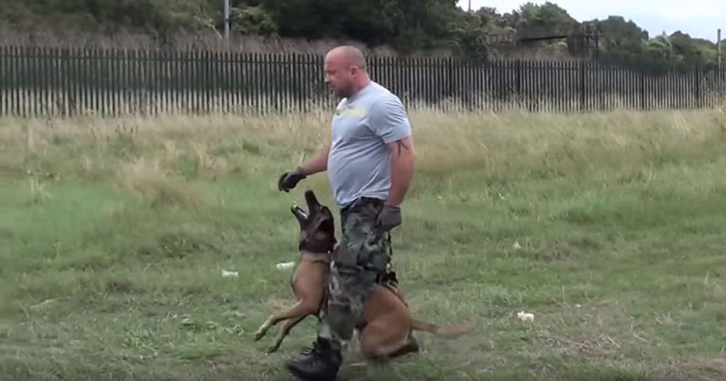 If You've Never Seen a Military Police Dog in Action Check Out this Training Demo