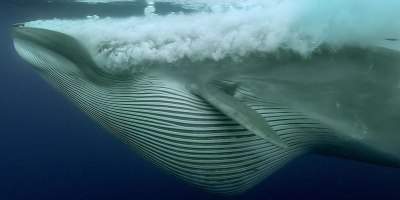 Everyone Was Enjoying a Sardine Feeding Frenzy Until This Guy Showed Up