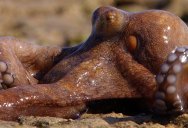 The Extraordinary Land-Walking Octopus of Northern Australia