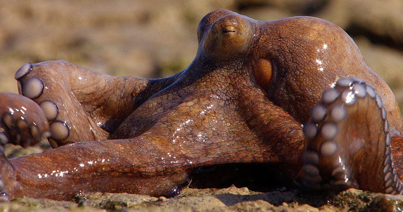 The Extraordinary Land-Walking Octopus of Northern Australia