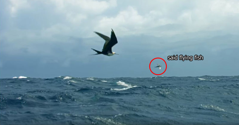 These Fish Literally Learned to Fly to Escape Predators and Now Birds are Eating Them