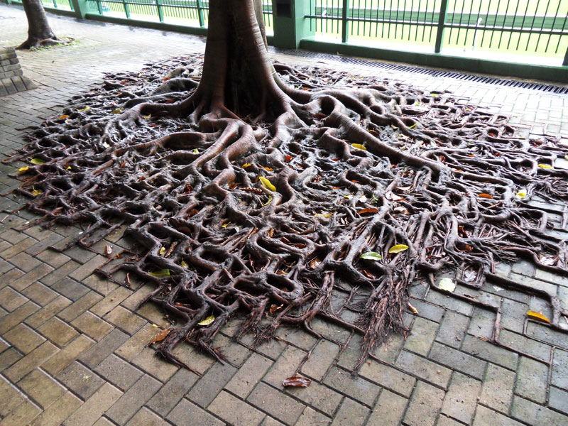 tree growing on pavement in hong kong Picture of the Day: Concrete Roots
