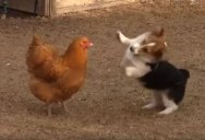A Corgi and a Chicken Got Into a Play Fight and It’s Everything I Hoped For