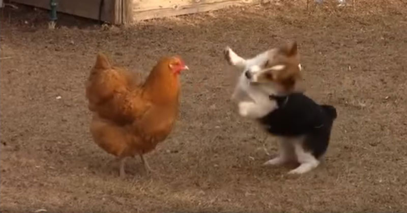 A Corgi and a Chicken Got Into a Play Fight and It’s Everything I Hoped For