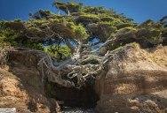 10 Badass Trees That Refuse To Die