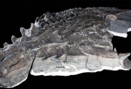 Canadian Miners Found a Dinosaur So Well Preserved, It Looks Like a Sculpture