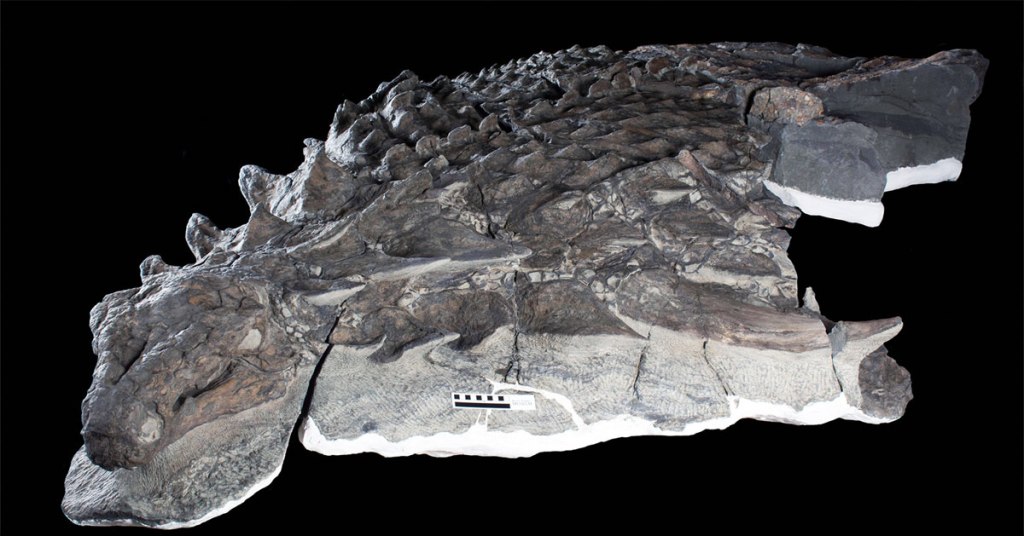 Canadian Miners Found a Dinosaur So Well Preserved, It Looks Like a Sculpture