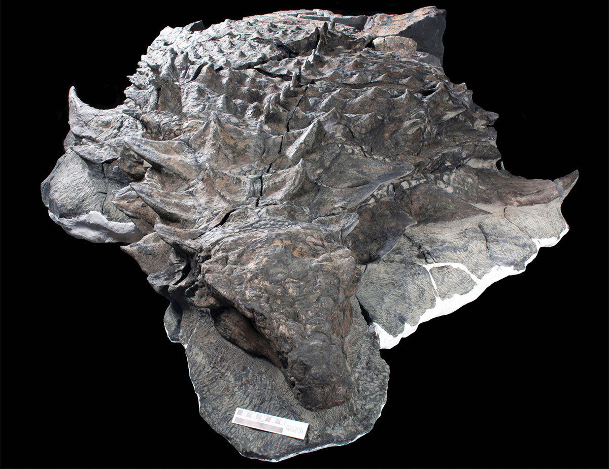 canadian miners found a dinosaur so well preserved it looks like a sculpture 2 Canadian Miners Found a Dinosaur So Well Preserved, It Looks Like a Sculpture
