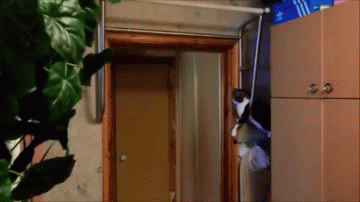 cat bros that will never leave you hanging 1 10 Cat Bros That Will Never Leave You Hanging