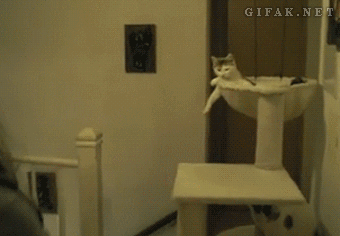 cat bros that will never leave you hanging 3 10 Cat Bros That Will Never Leave You Hanging