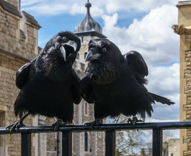 The Ravens of the Tower of London