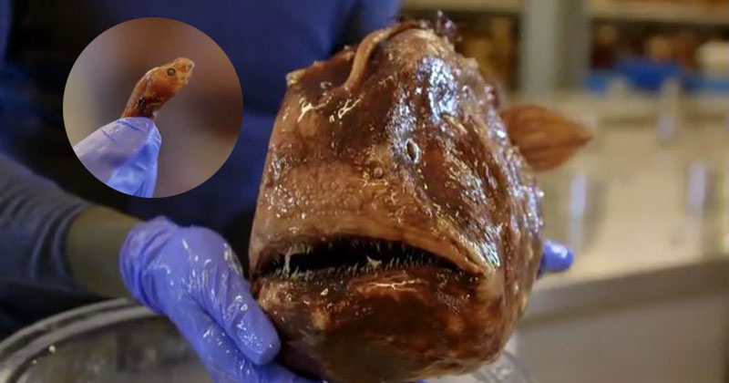 Male/Female Anglerfish are the Most Different in the World and the Way They Mate is Insane