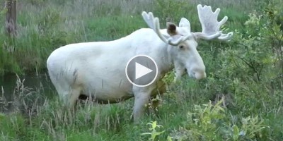 Amazing Footage of Rare White Moose Spotted in Sweden