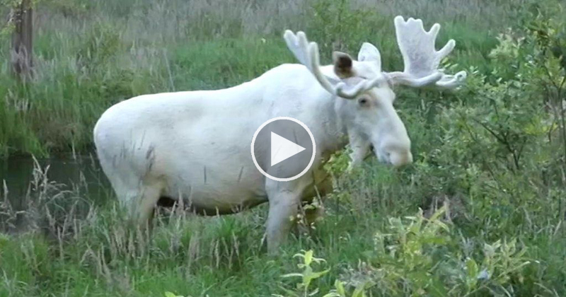 Amazing Footage of Rare White Moose Spotted in Sweden