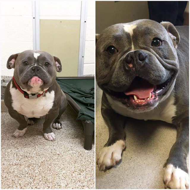 reddit fell in love with this shelter dog and he just found his forever home 1 Reddit Fell in Love with this Shelter Dog and He Just Found His Forever Home!
