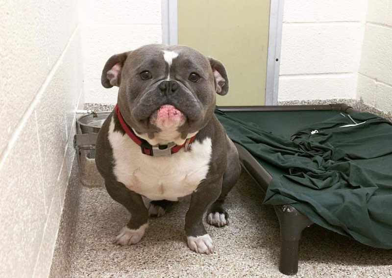 Reddit Fell in Love with this Shelter Dog and He Just Found His Forever Home!