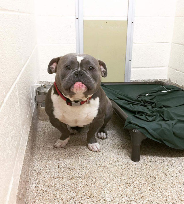 Reddit Fell in Love with this Shelter Dog and He Just Found His Forever ...