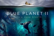 Blue Planet II is Coming and It Looks Unreal