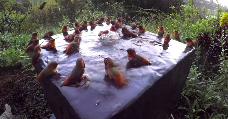 This Hummingbird Pool Party is Everything I Hoped For
