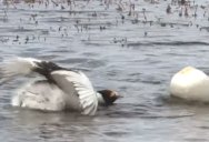 The Mating Dance of the Hooded Grebe was Filmed for the First Time and It’s Poetry in Motion