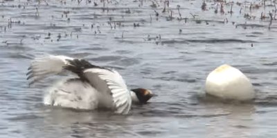 The Mating Dance of the Hooded Grebe was Filmed for the First Time and It's Poetry in Motion